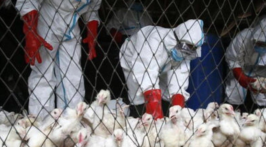 Aviaria, l’Oms lancia l’allarme: “Il mondo si prepari a una potenziale pandemia”