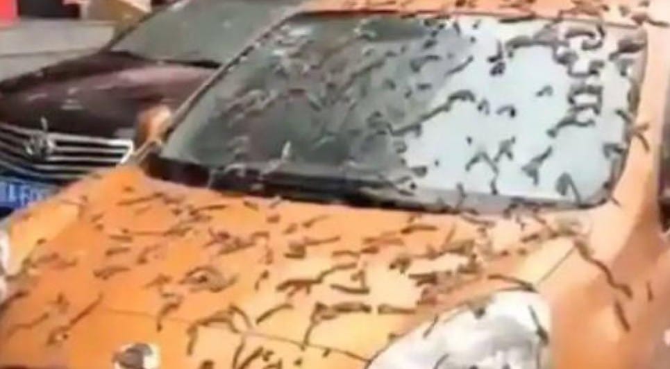 Piovono vermi dal cielo”. Allarme in Cina, gli scienziati: “Fenomeno spiegabile”