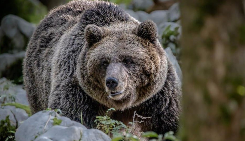 Maurizio Fugatti, presidente del Trentino: “Gli scienziati? Stiano zitti, hanno sempre giurato che le persone non correvano rischi”