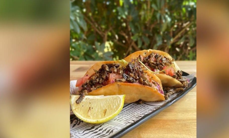 Tacos con insetti: la proposta esotica di un ristorante di Tenerife