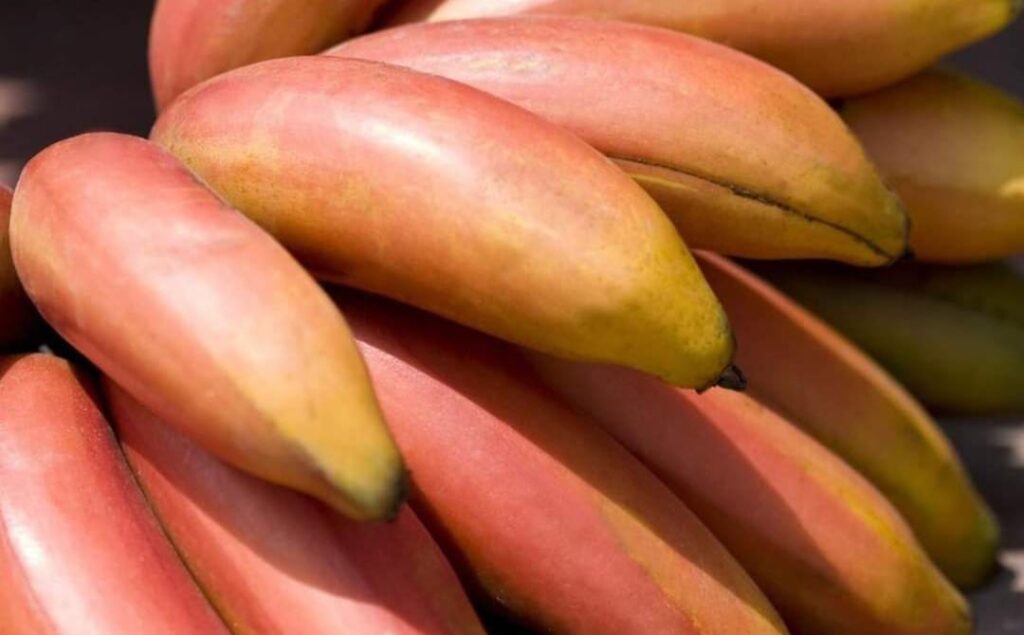 La banana rossa, il segreto meglio custodito delle Isole Canarie.
