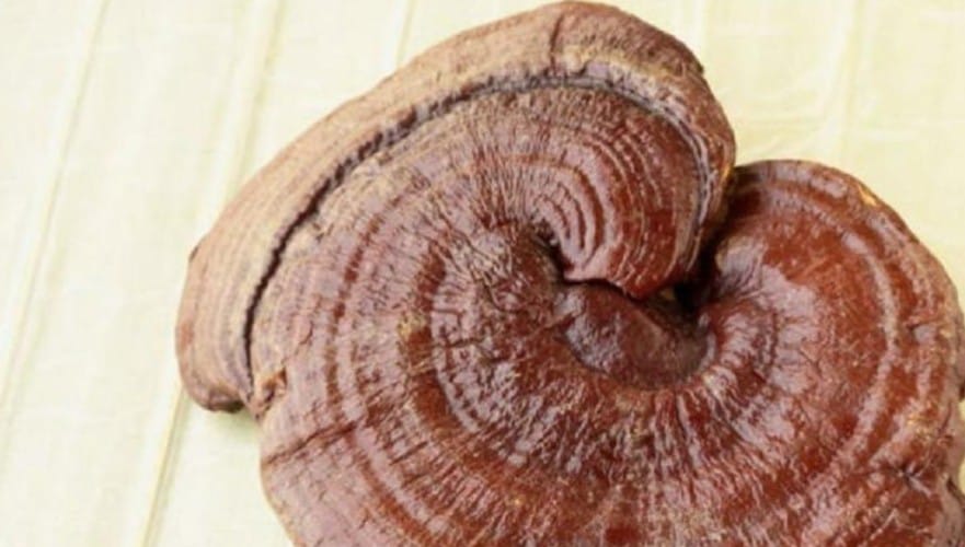 Il superfood “dell’immortalità”: previene il diabete, il cancro e migliora il sonno che pochi conoscono