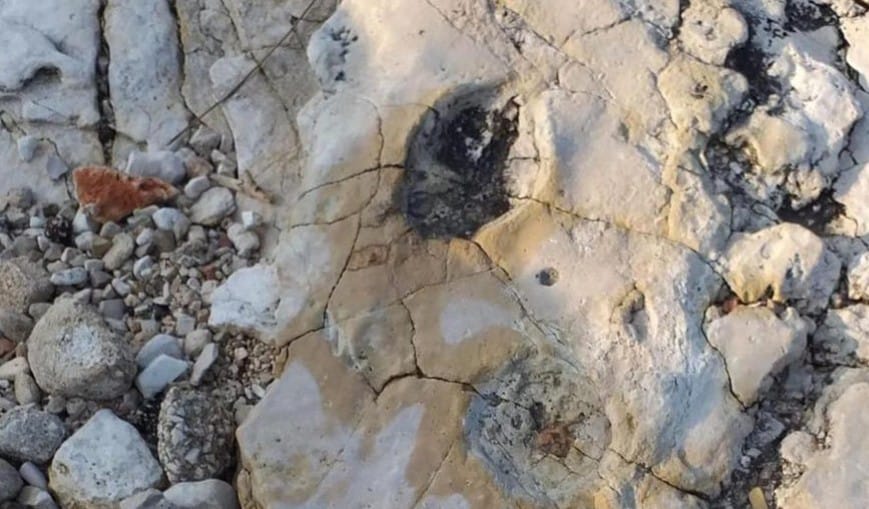 Orme di dinosauri sugli scogli di Bari. La straordinaria scoperta fatta per caso da un geologo di 88 anni: “Risalgono a 100 milioni di anni fa”
