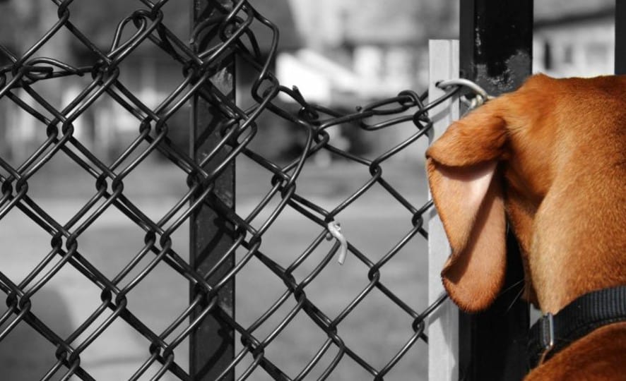 Spagna, giudice autorizza un detenuto a ricevere l’ultima visita del suo cane malato che sarà soppresso