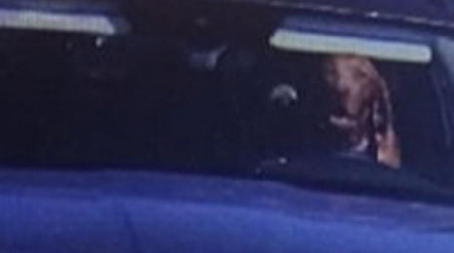Slovacchia, l’autovelox immortala un cane sorridente al volante. Proprietario multato