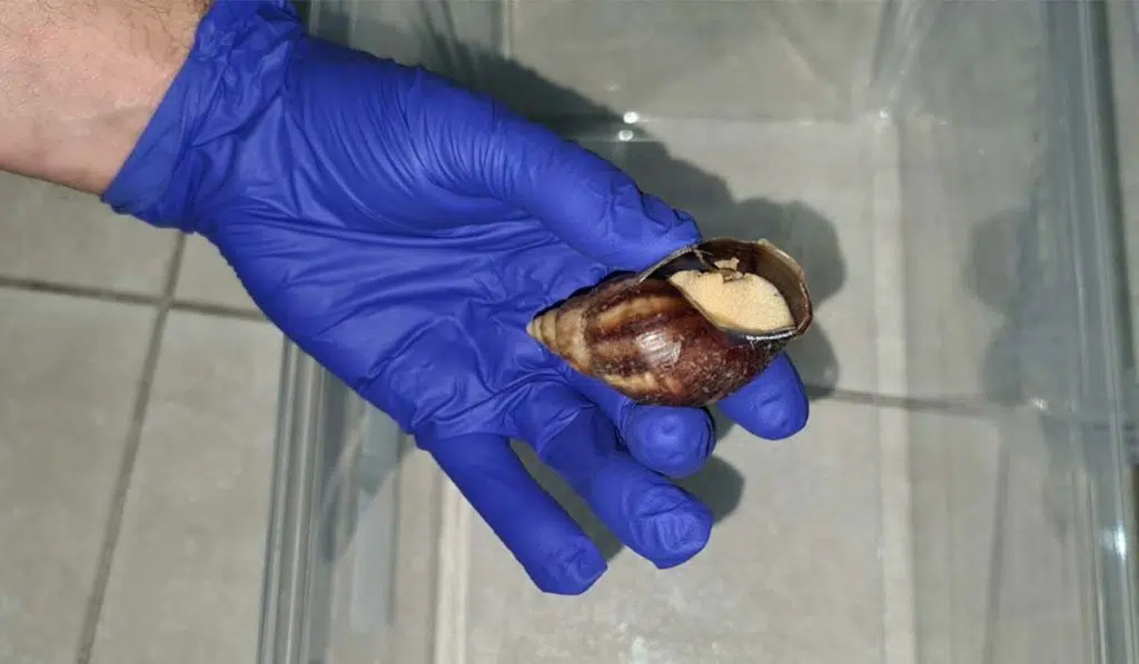 Trovata una gigantesca lumaca africana in un parco di Santa Cruz de Tenerife