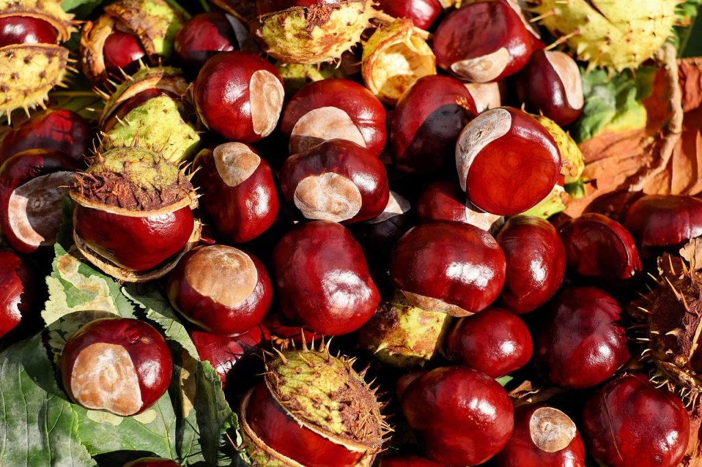 Arriva a Valle San Lorenzo la ‘Serata delle Castagne, Dolci e Vino’: orario, prodotti e laboratori.
