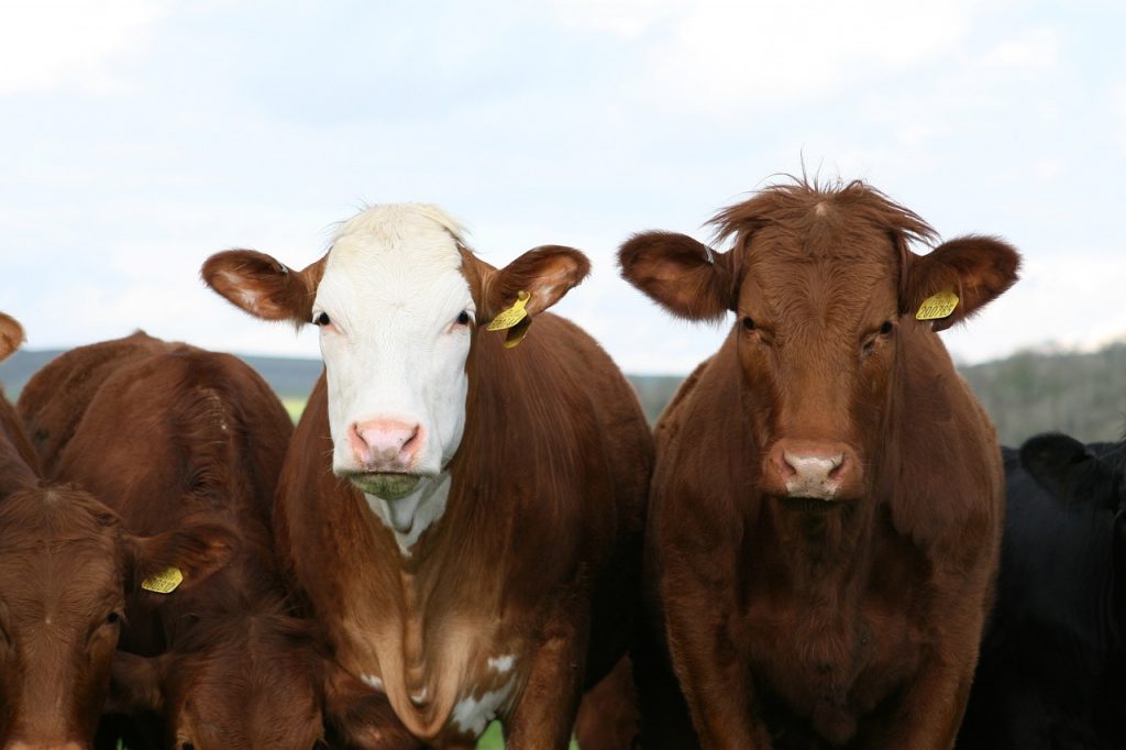 L’Irlanda sta valutando di abbattere 200.000 mucche per ridurre le sue emissioni di carbonio
