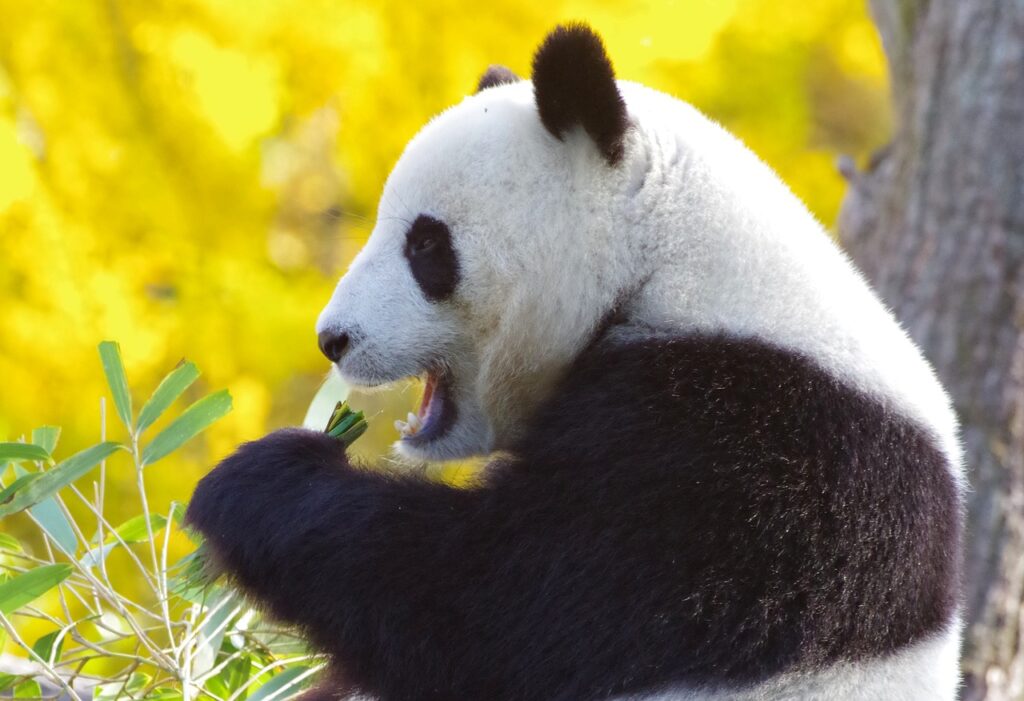 Duemila specie animali si aggiungono quest’anno all’elenco di quelle in pericolo di estinzione