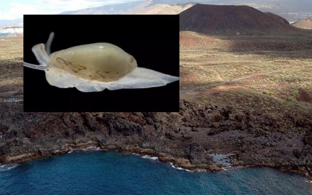 La sorprendente scoperta di alcuni subacquei a Tenerife: una specie mai vista prima.