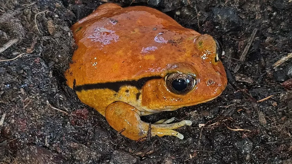 Una rana pomodoro del Madagascar nel parco García Sanabria di Santa Cruz