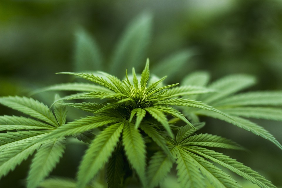La Germania sorprende tutti e legalizza il consumo di marijuana: cosa dice la nuova legge
