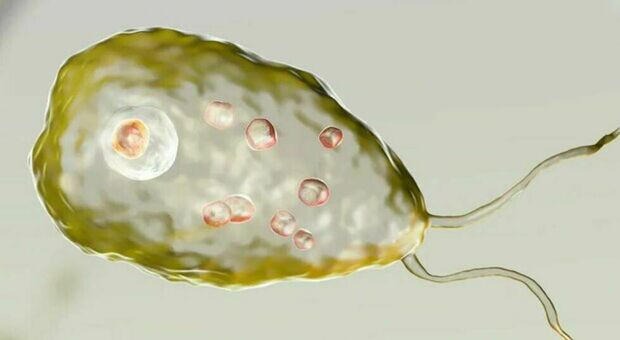 Ameba nel cervello: 10 casi negli USA collegati a lavaggi nasali errati