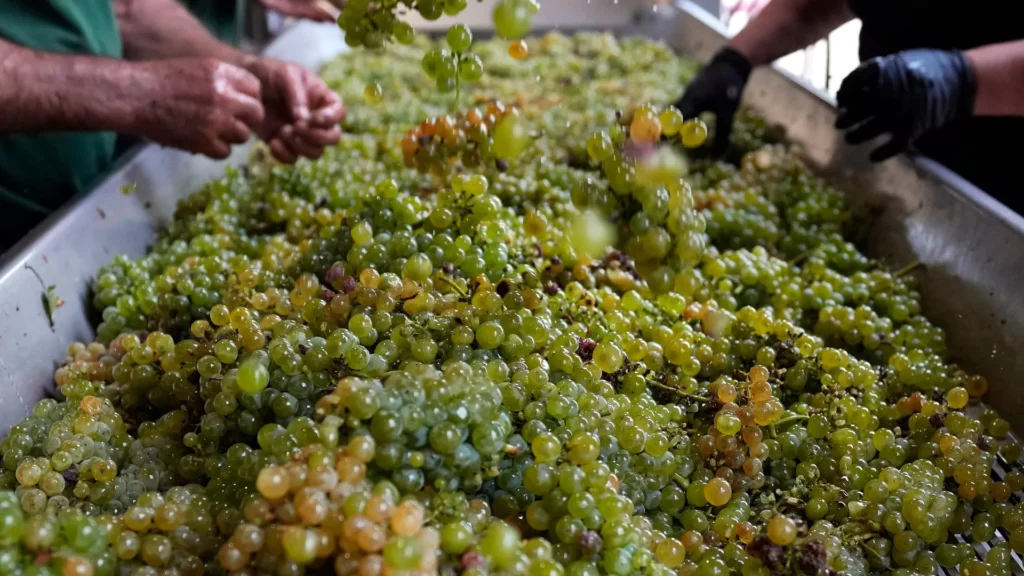 La peggiore vendemmia dell’ultimo mezzo secolo: “colpa del cambiamento climatico”