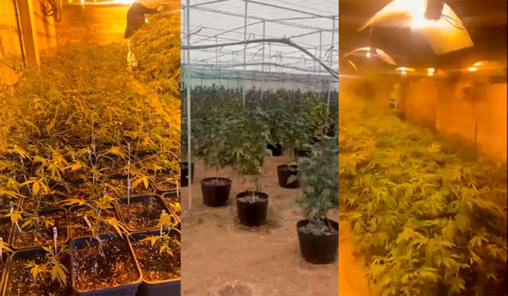 Scoperta una grande piantagione di marijuana a Tenerife: più di 1.000 piante e 65 chili