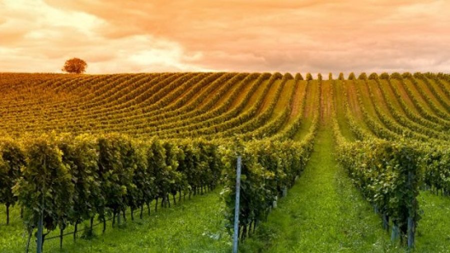 Piero Pittaro, imprenditore friulano, cede la sua azienda vinicola ai fedeli collaboratori