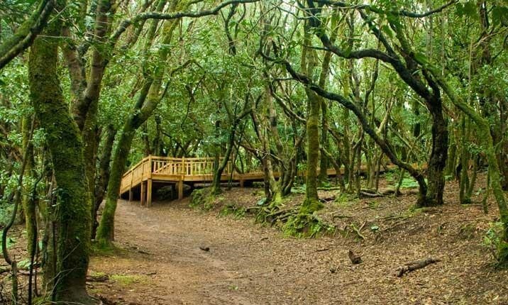 I sentieri del meraviglioso Parco Rurale di Anaga “dimenticati da un anno”