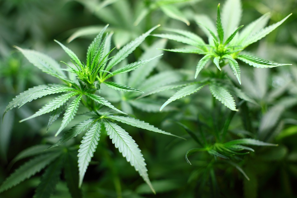 Il Parlamento regionale favorevole all’uso medicinale della cannabis
