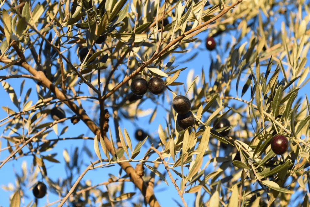 Il prezzo dell’olio d’oliva si triplica in due anni e la produzione si dimezza