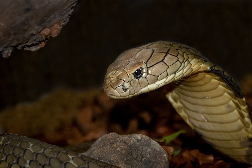 Apre un pacco Amazon e ci trova un cobra: è accaduto a una donna in India