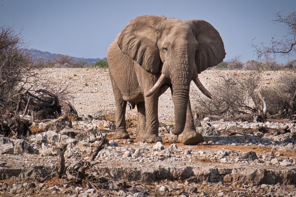 Sudafrica, muore schiacciato da un elefante per cercare di fotografare l’animale