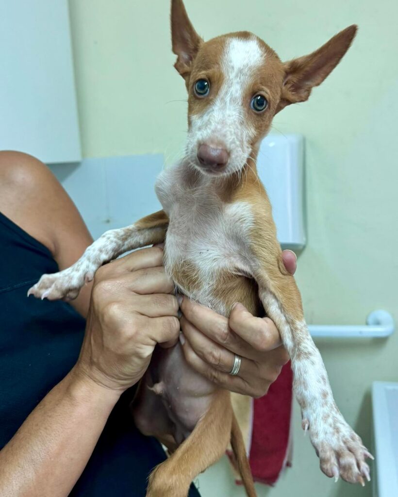 Abbandonano sei podenco in una valigia gettata in un cassonetto nelle Canarie