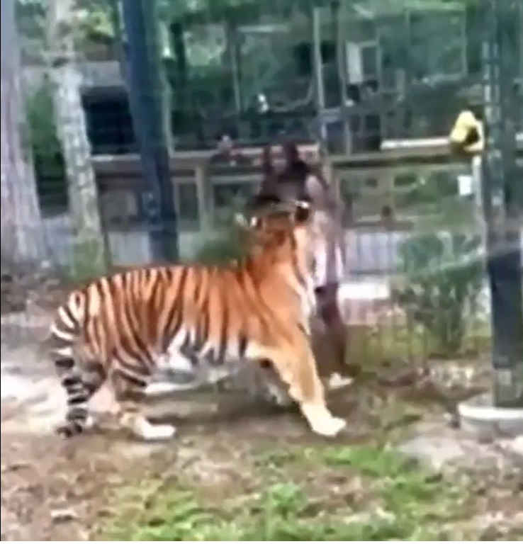 Una donna in uno Zoo americano è entrata nel recinto della tigre per accarezzarla