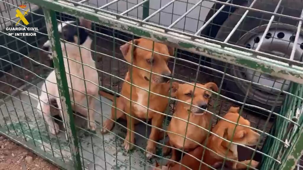 La Laguna: scoperti oltre 30 cani denutriti, con parassiti e scabbia in una casa