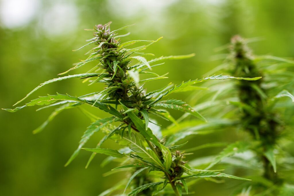 La cannabis light torna a essere vietata in Italia: implicazioni per il settore economico