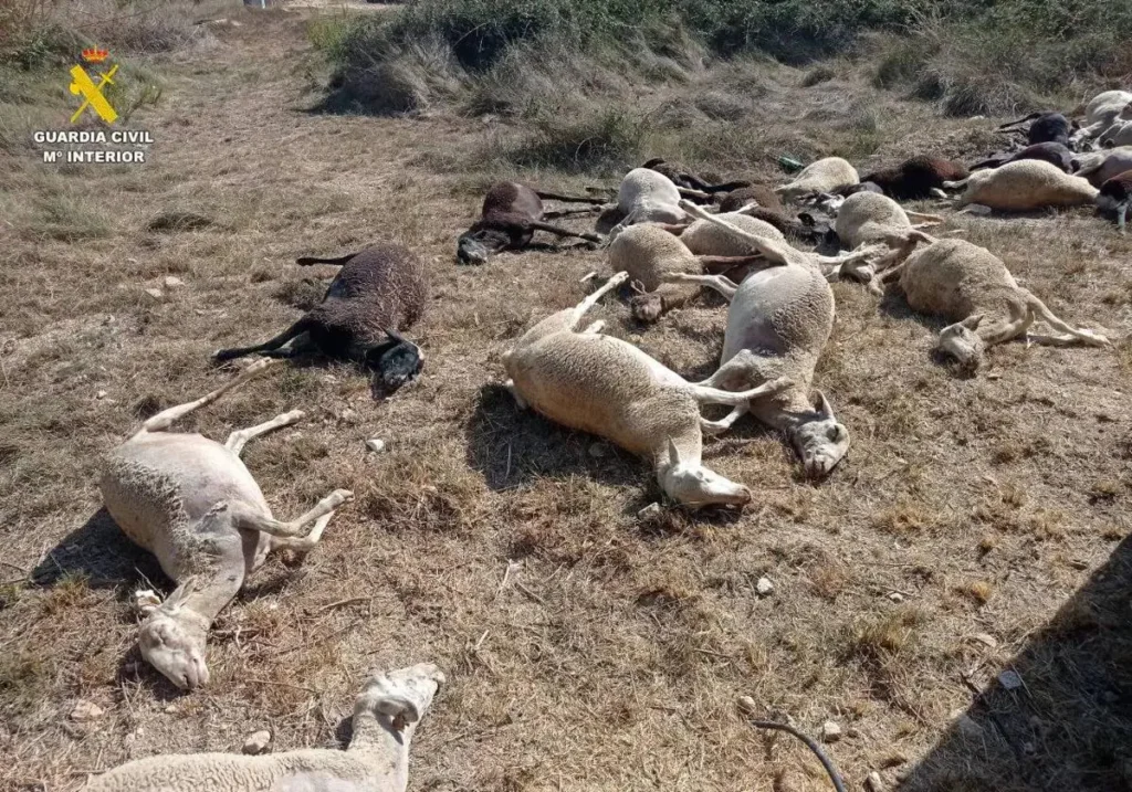 Il mistero delle 30 pecore che sono morte dopo aver bevuto acqua in un villaggio di Valencia