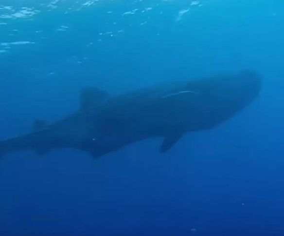 L’incontro magico con il pesce più grande del mondo alle Canarie