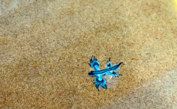 Chiusura di una spiaggia Canaria a causa dell’apparizione del drago blu