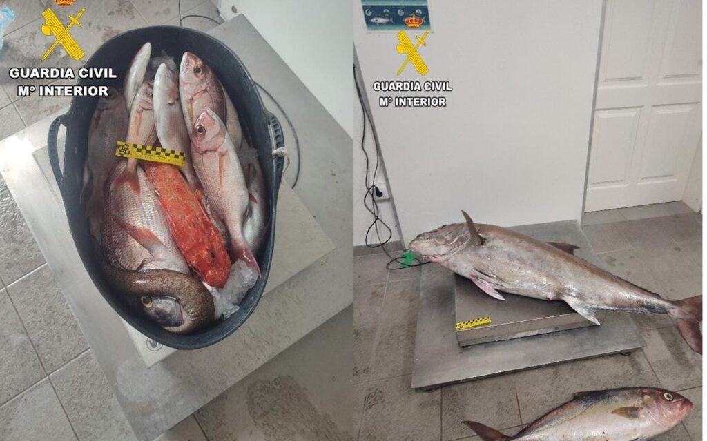 La Guardia Civil sequestra oltre 200 chili di pesce catturato illegalmente a Garachico