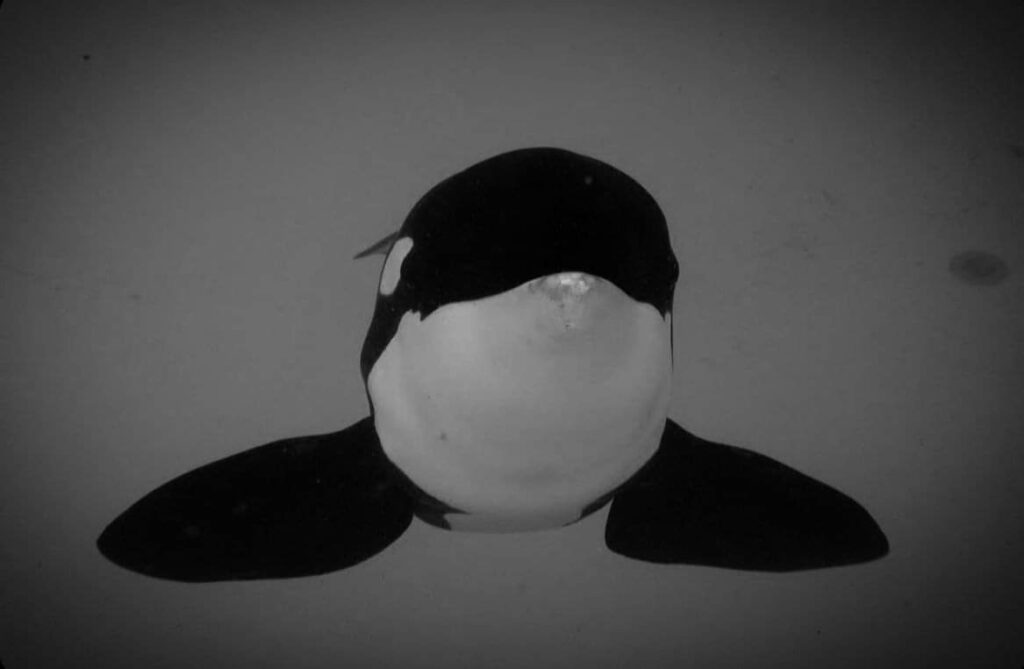 Loro Parque in lutto per la scomparsa dell’orca Keto