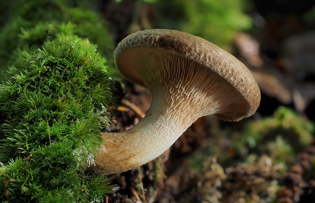 Paxillus involutus, il fungo che può uccidere anche dopo 20 anni che lo hai mangiato