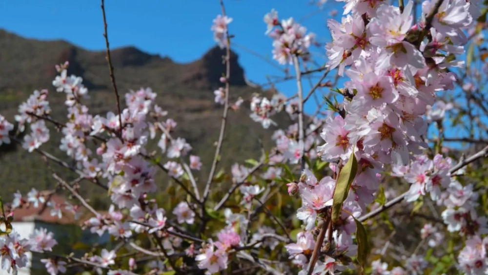 Dove vedere i mandorli in fiore a Tenerife nel 2025, una bellissima passeggiata tra la natura