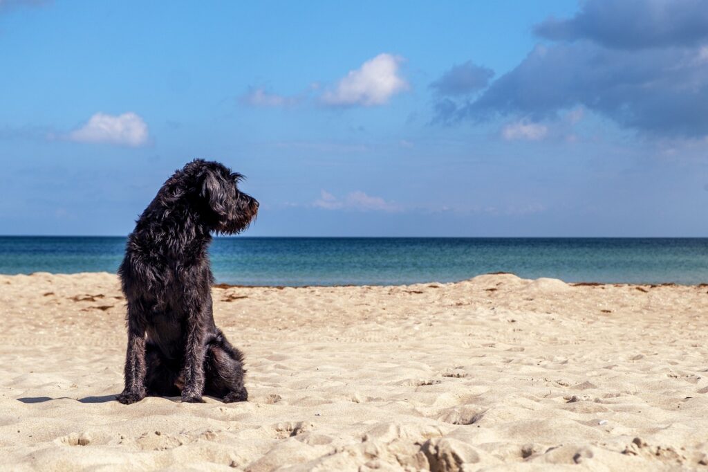 Santa Cruz de Tenerife inaugurerà quest’anno la sua prima spiaggia per cani