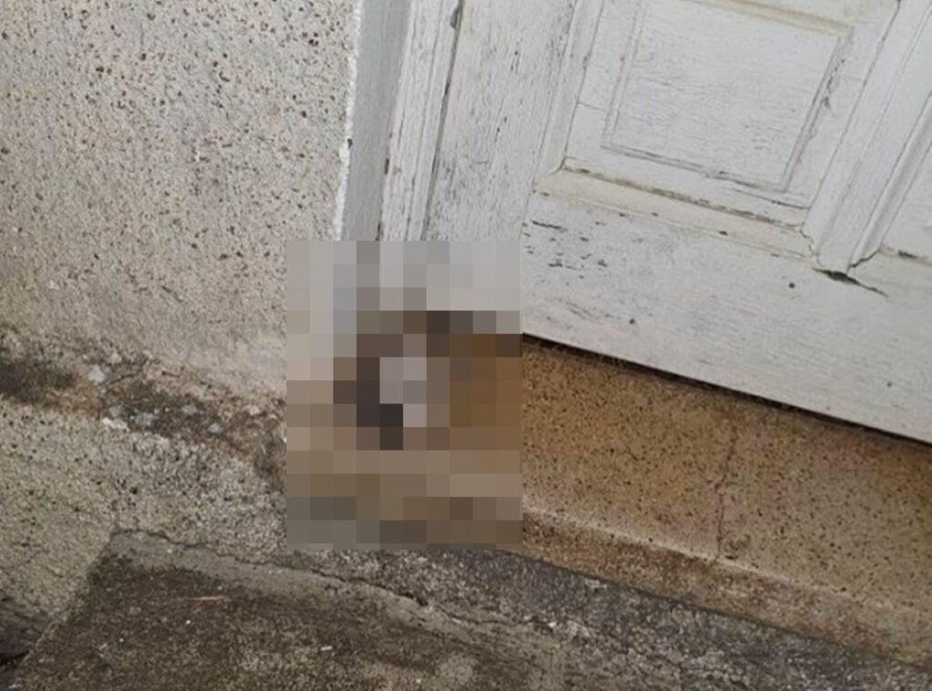 Indignazione per la decapitazione di un cane a Tegueste: cosa rischia l’autore del terribile gesto