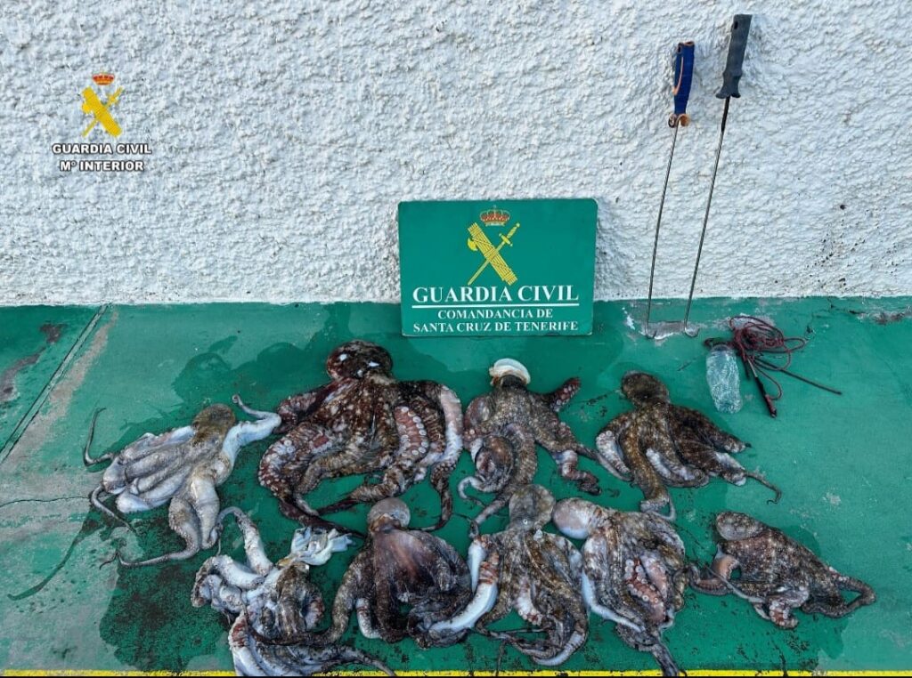 La Guardia Civil sorprende due uomini con 9 polpi in una zona vietata di Tenerife, ecco cosa rischiano