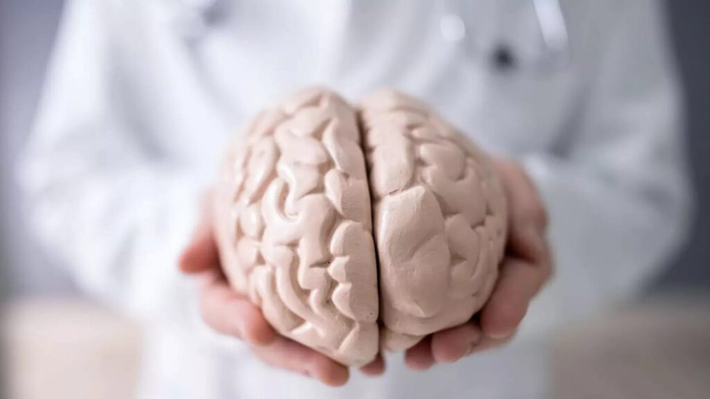 Invecchiamento del cervello, quali sono le due età ‘critiche’