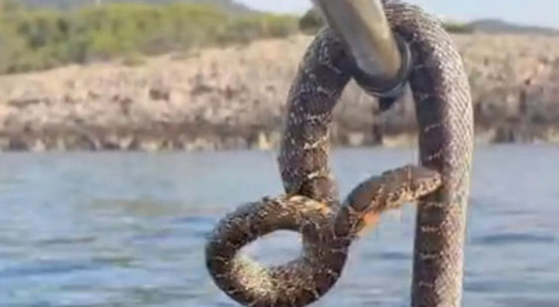 L’isola di Ibiza sta avendo problemi dovuti alla presenza di serpenti