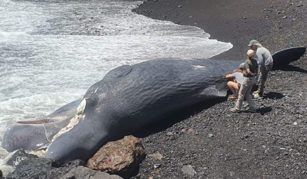 Sette cetacei trovati morti nelle acque delle Canarie in dieci giorni