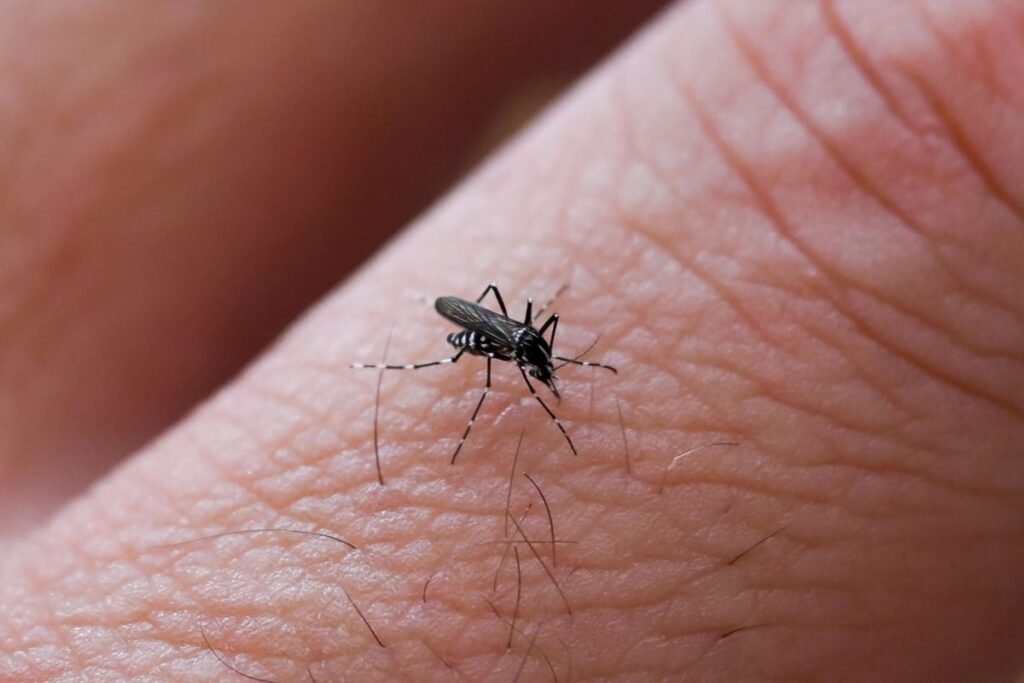Allarme West Nile nel Lazio: prima vittima dell’anno a Fondi, l’infezione avanza senza un piano coordinato
