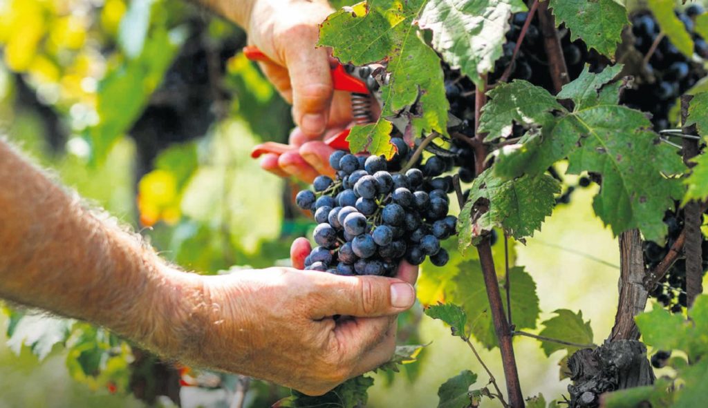 I viticoltori di Tenerife prevedono un calo del raccolto del 35%
