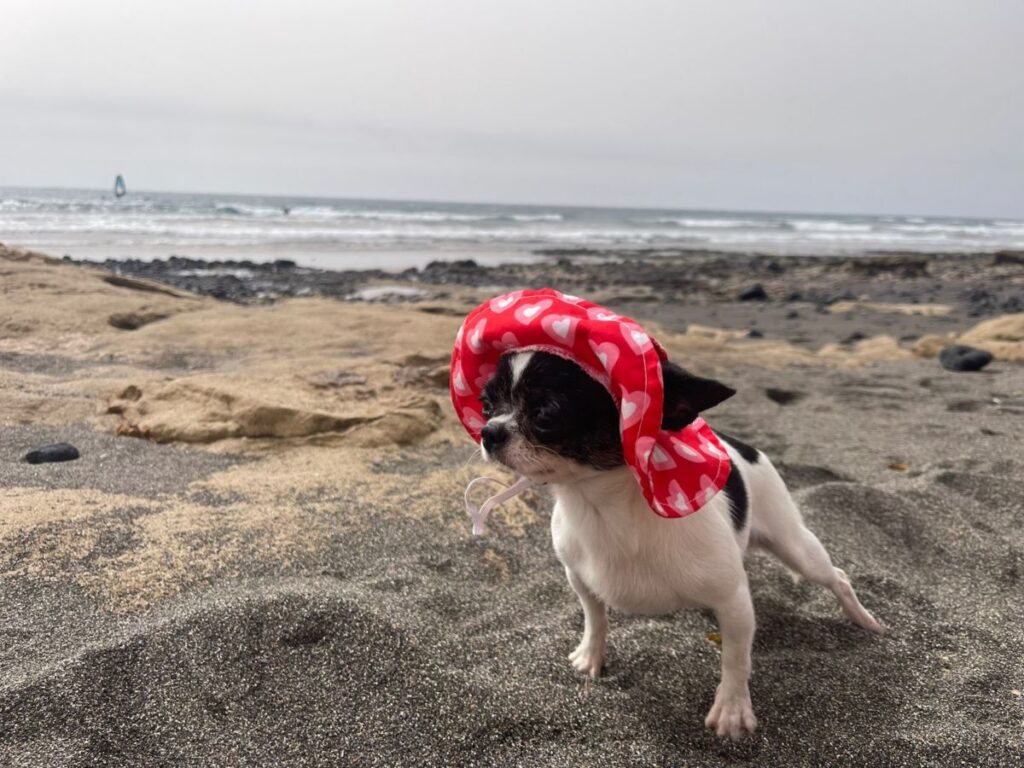 Le quattro spiagge di Tenerife dove potrai portare il tuo cane quest’estate