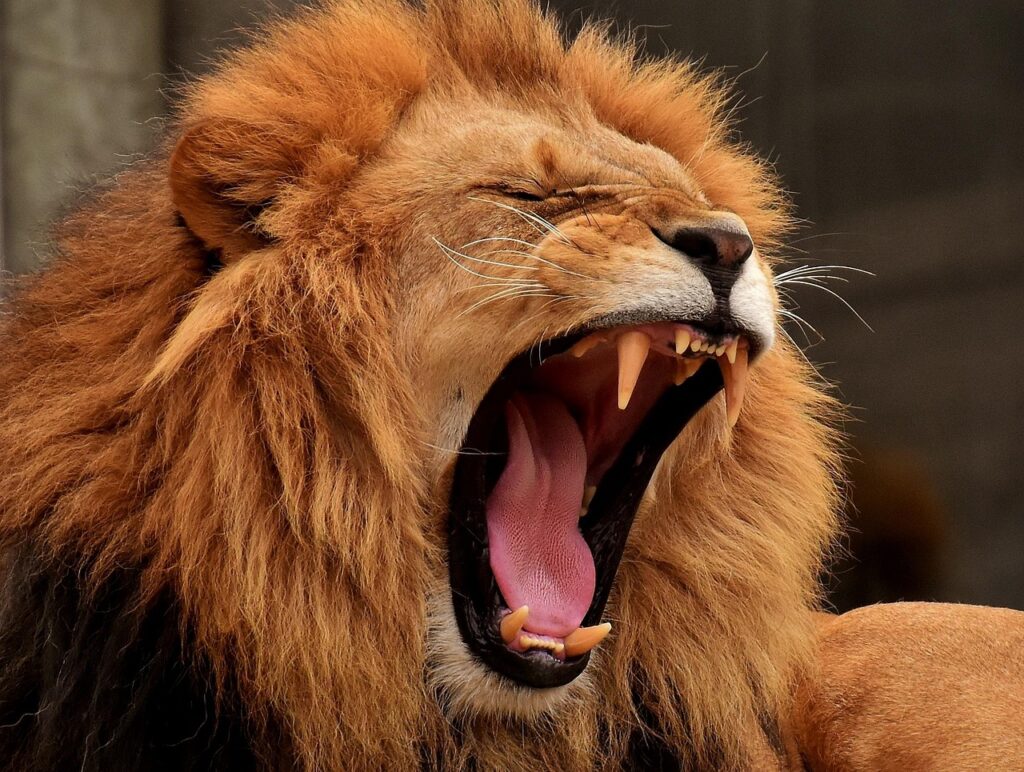 Danimarca, uno zoo chiede animali domestici “indesiderati” per sfamare leoni e tigri
