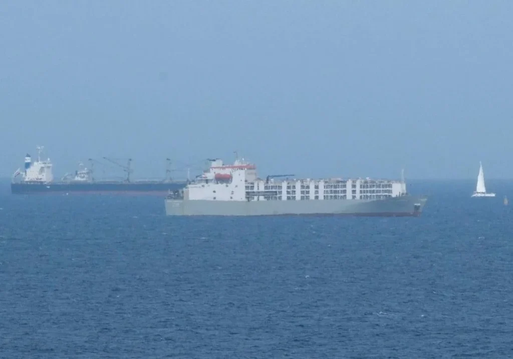 15.000 vacche per trasportare droga nel passaggio dalle Canarie