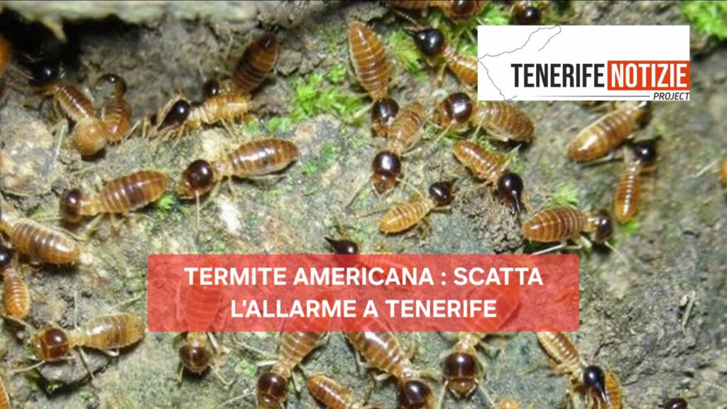Nuovo focolaio della devastante termite americana: allarme a Tenerife