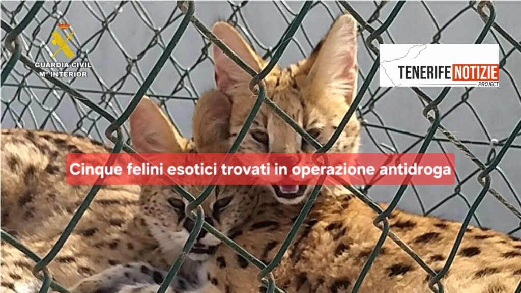 Cinque felini esotici trovati in operazione antidroga