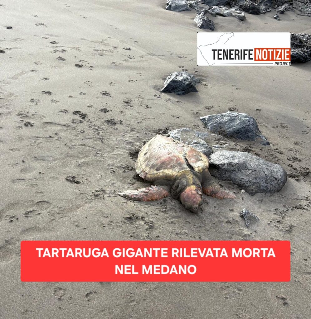 TARTARUGA GIGANTE RITROVATA MORTA A PLAYA PELADA: CRESCONO I CASI DI ANIMALI SPIAGGIATI A TENERIFE